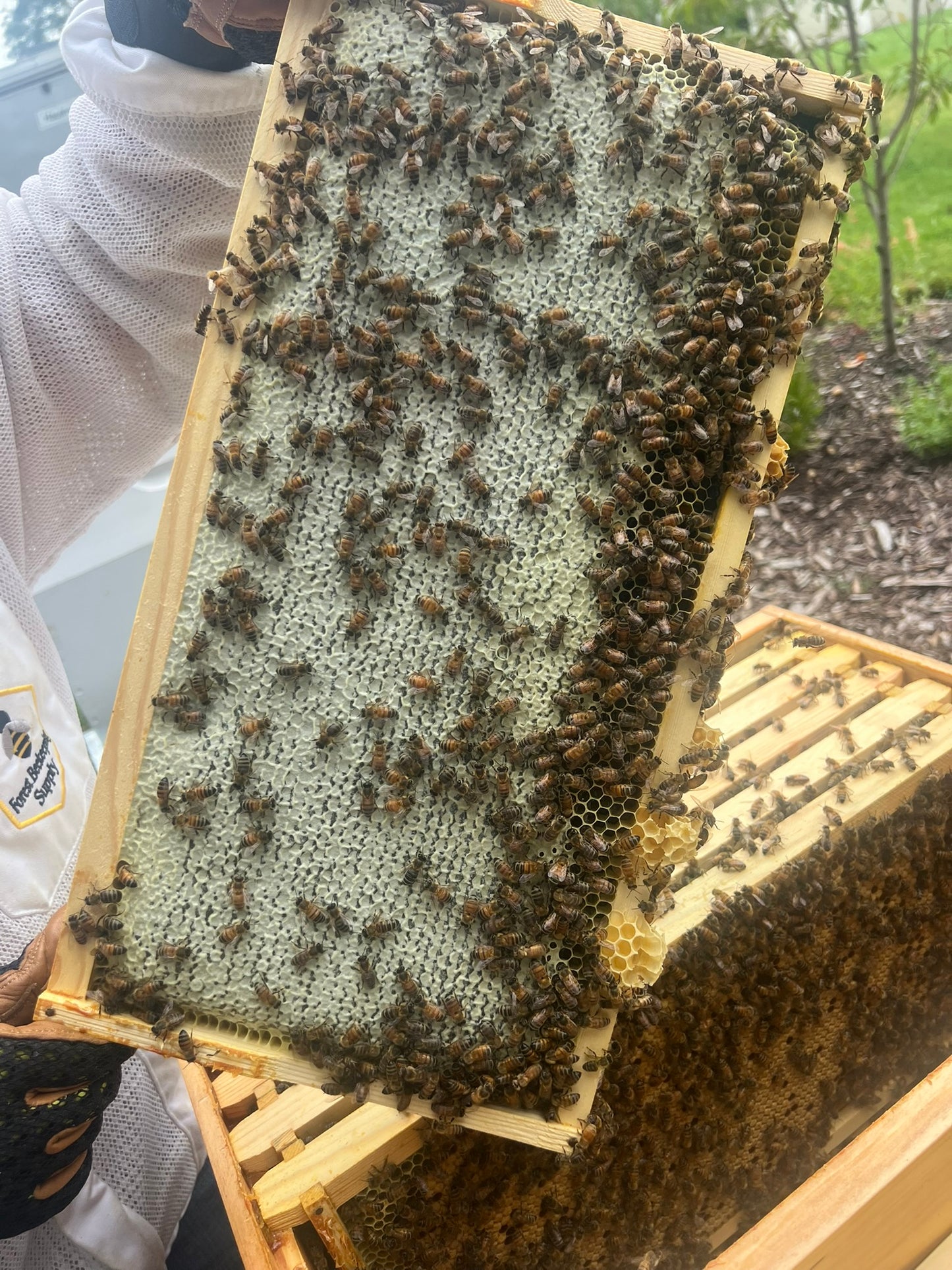 Raw Honey