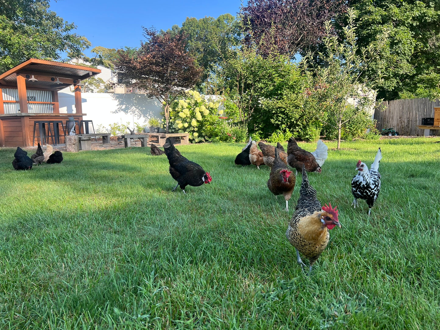 Farm Fresh Eggs