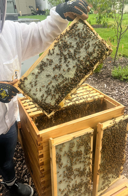 Raw Honey 12.5oz