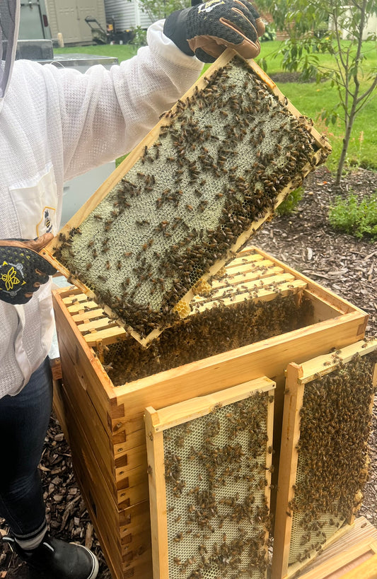 Raw Honey 12.5oz