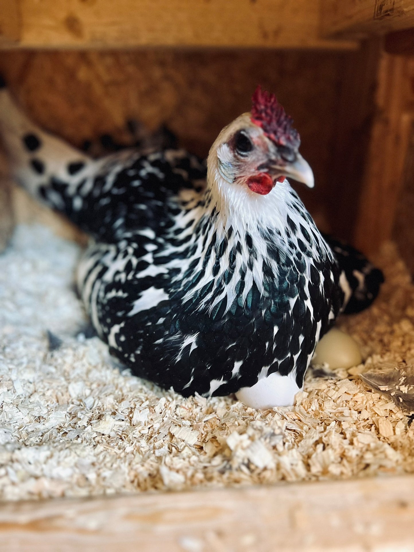 Farm Fresh Eggs