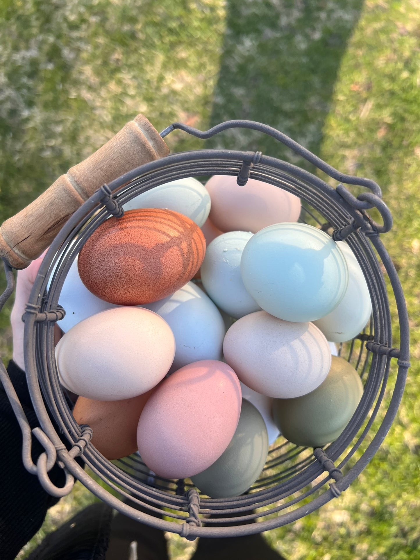 Farm Fresh Eggs
